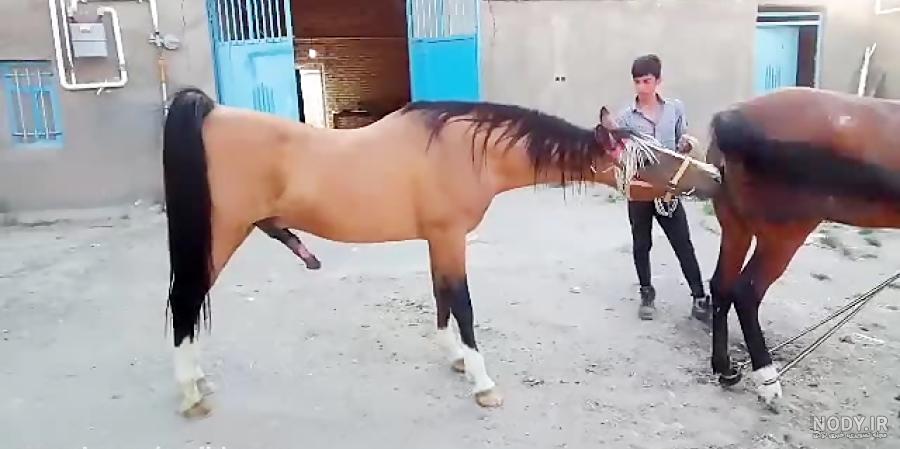 اسب سفیر ایاز زارع اسب سفیر ایاز زارع