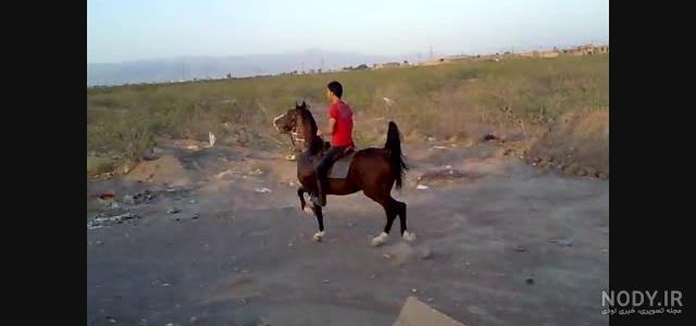 اسب سیلمی سیمرغ اسب سیلمی سیمرغ
