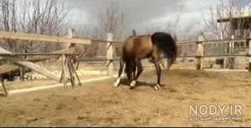 اسب شورش ایاز اسب شورش ایاز