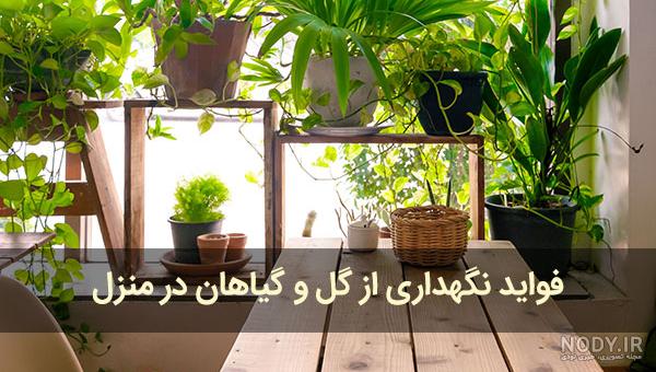 با دوام ترین گیاه آپارتمانی با دوام ترین گیاه آپارتمانی