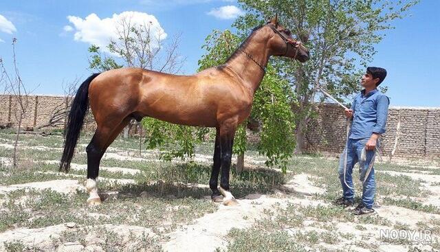 شورش شریف شورش شریف