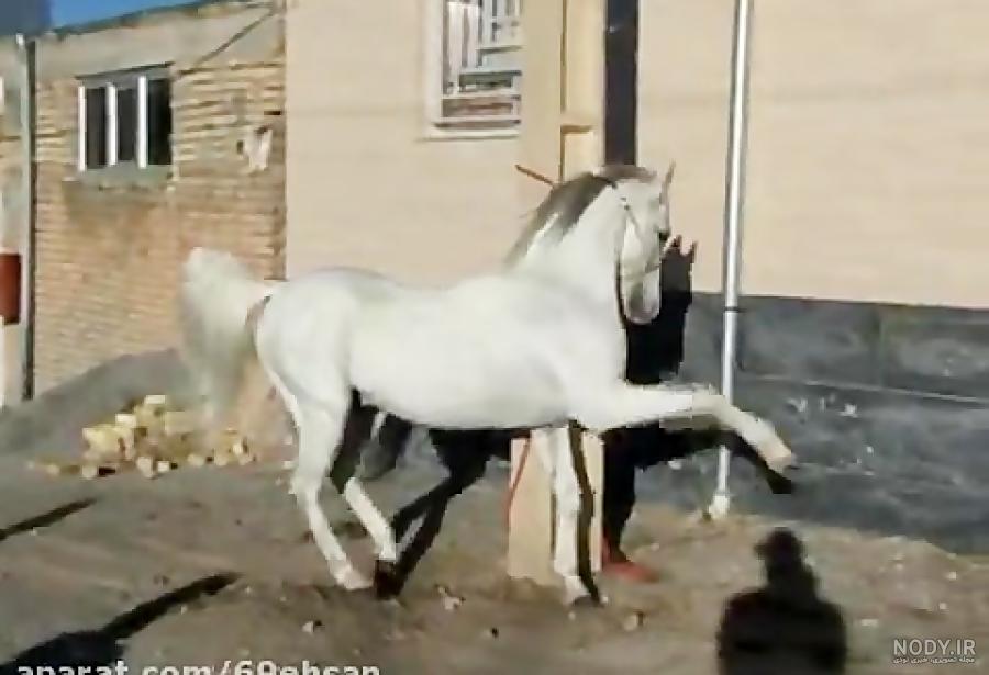 عکس اسب شکار شریف عکس اسب شکار شریف
