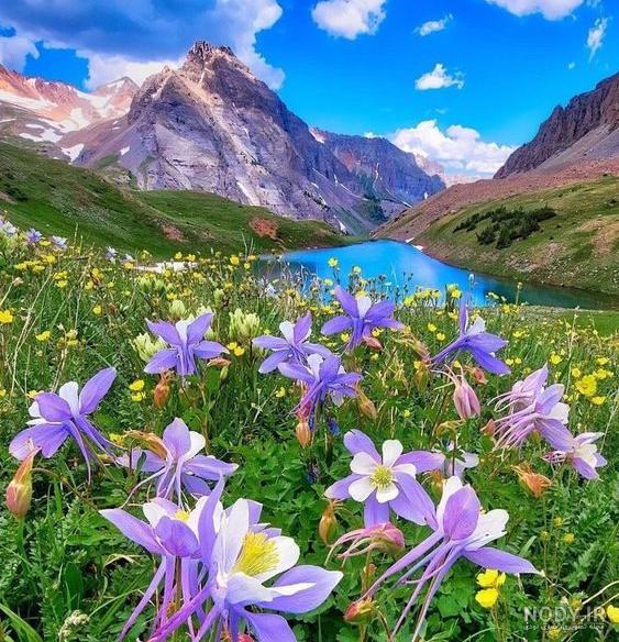عکس های زیبا از طبیعت و گل