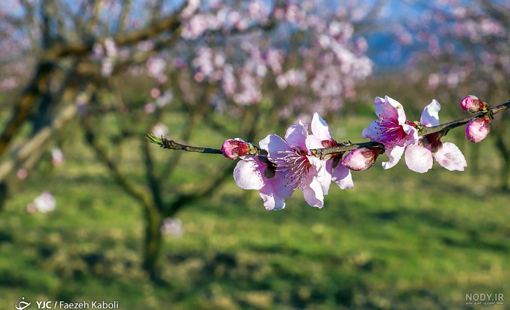 عکسهای طبیعت بهاری زیبا