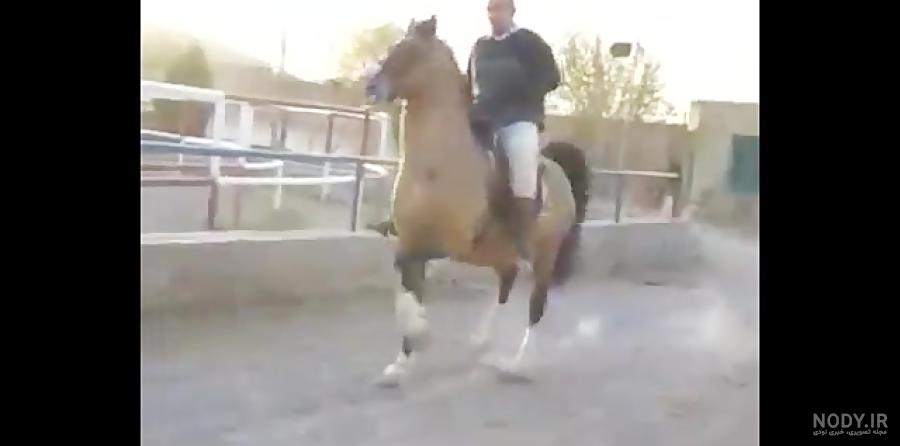 مزرعه پرورش اسب شریف سیرجان مزرعه پرورش اسب شریف سیرجان