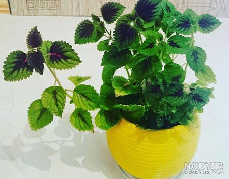 گیاه آبدار گونه نماینده گیاه آبدار گونه نماینده