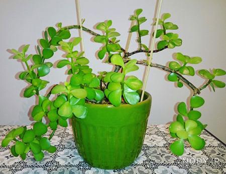 گیاه زینتی گونه نماینده گیاه زینتی گونه نماینده