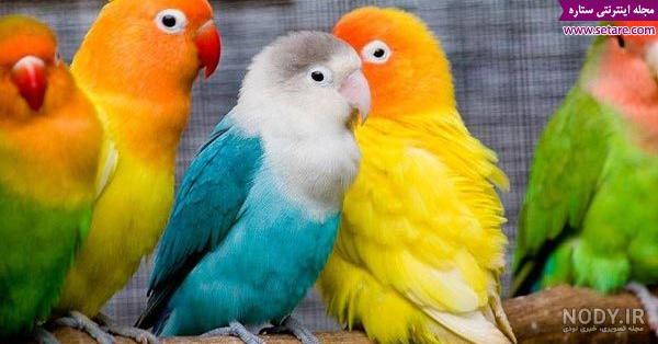 بهترین نژاد طوطی برزیلی برای تکثیر بهترین نژاد طوطی برزیلی برای تکثیر