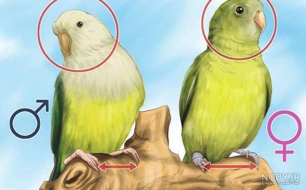 تربیت شاه طوطی