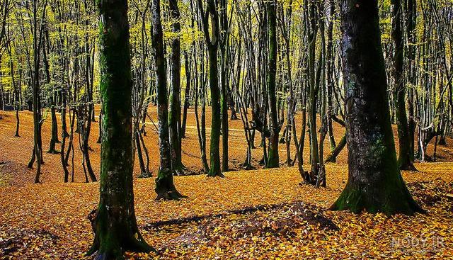 جاهای دیدنی زیارت گرگان جاهای دیدنی زیارت گرگان