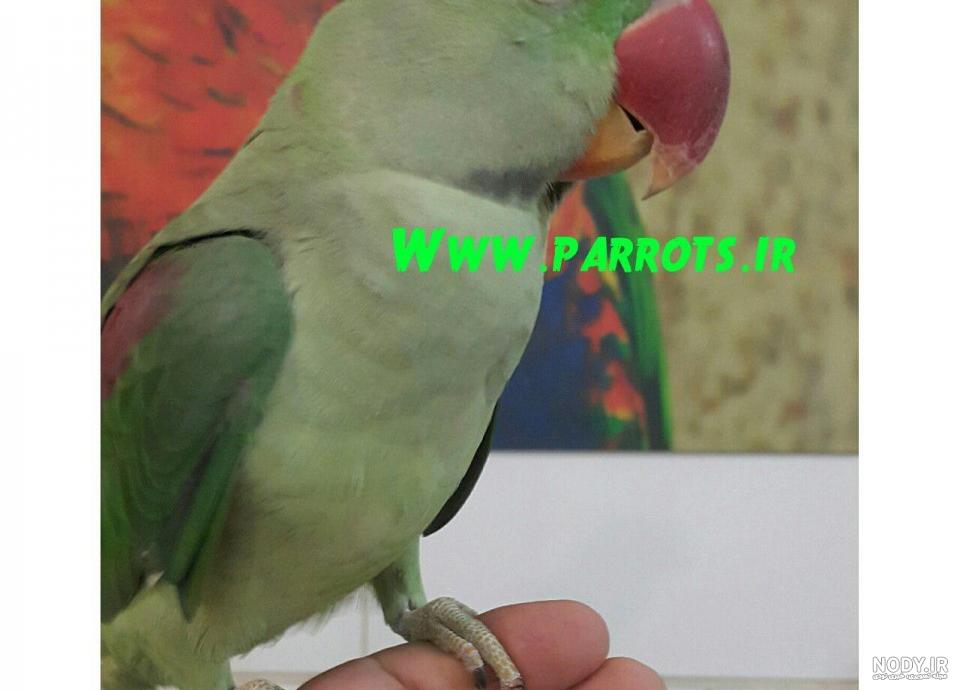 جوجه کشی طوطی گرین چیک