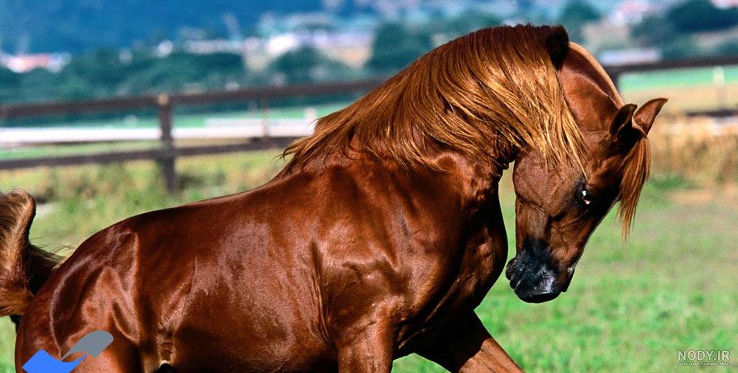 عکس اسب قهوه ای روشن