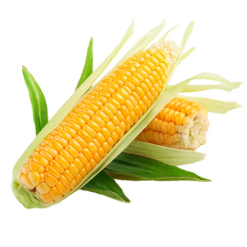 عکس ذرت برای نقاشی