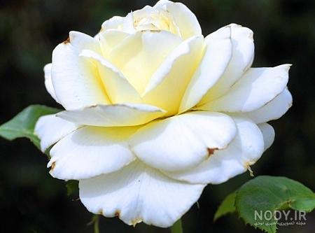 عکس طبیعت سفید آب عکس طبیعت سفید آب