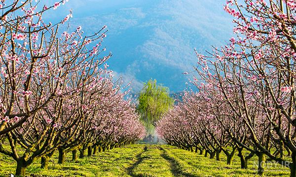 عکس طبیعت واقعی ساده