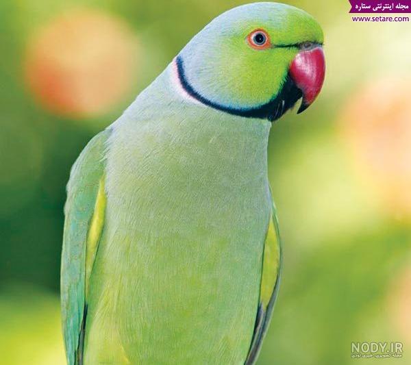 عکس طوطی آفریقایی
