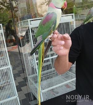 عکس طوطی ملنگو نر