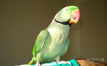 عکس طوطی نر