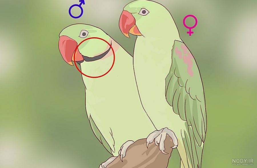 عکس طوطی نر ملنگو