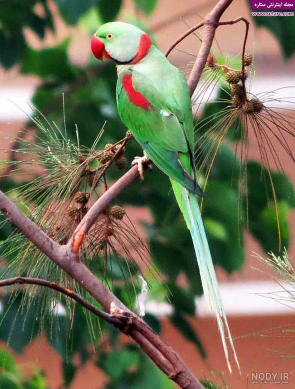 عکس طوطی هلندی نر