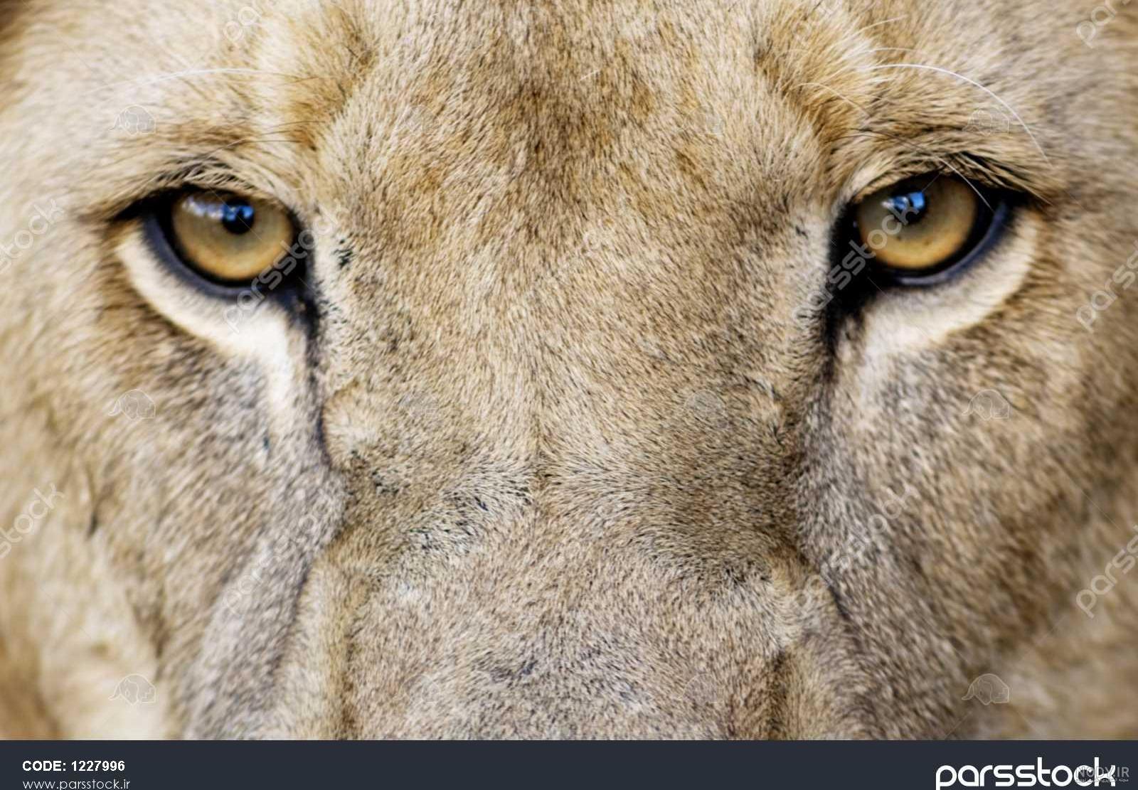 عکس چشم شیر