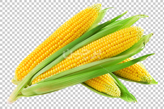 نقاشی ذرت برای پیش دبستانی