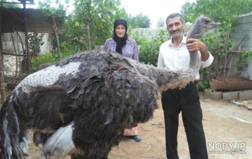 پرورش شتر مرغ 0 تا 100