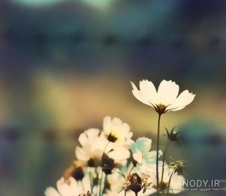 گل زیبا برای دوست