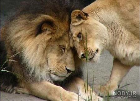 شیر نر و ماده عاشقانه