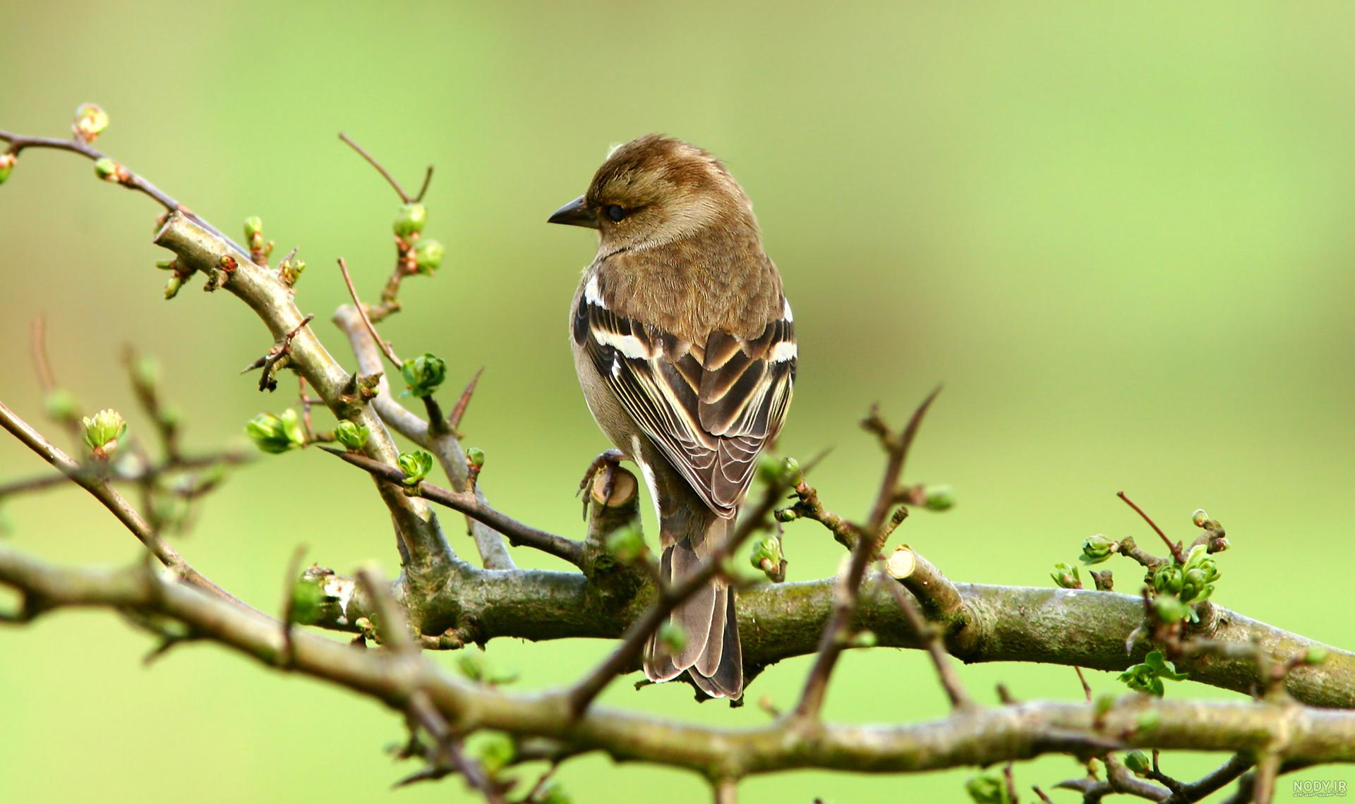  عکس گنجشک غمگین