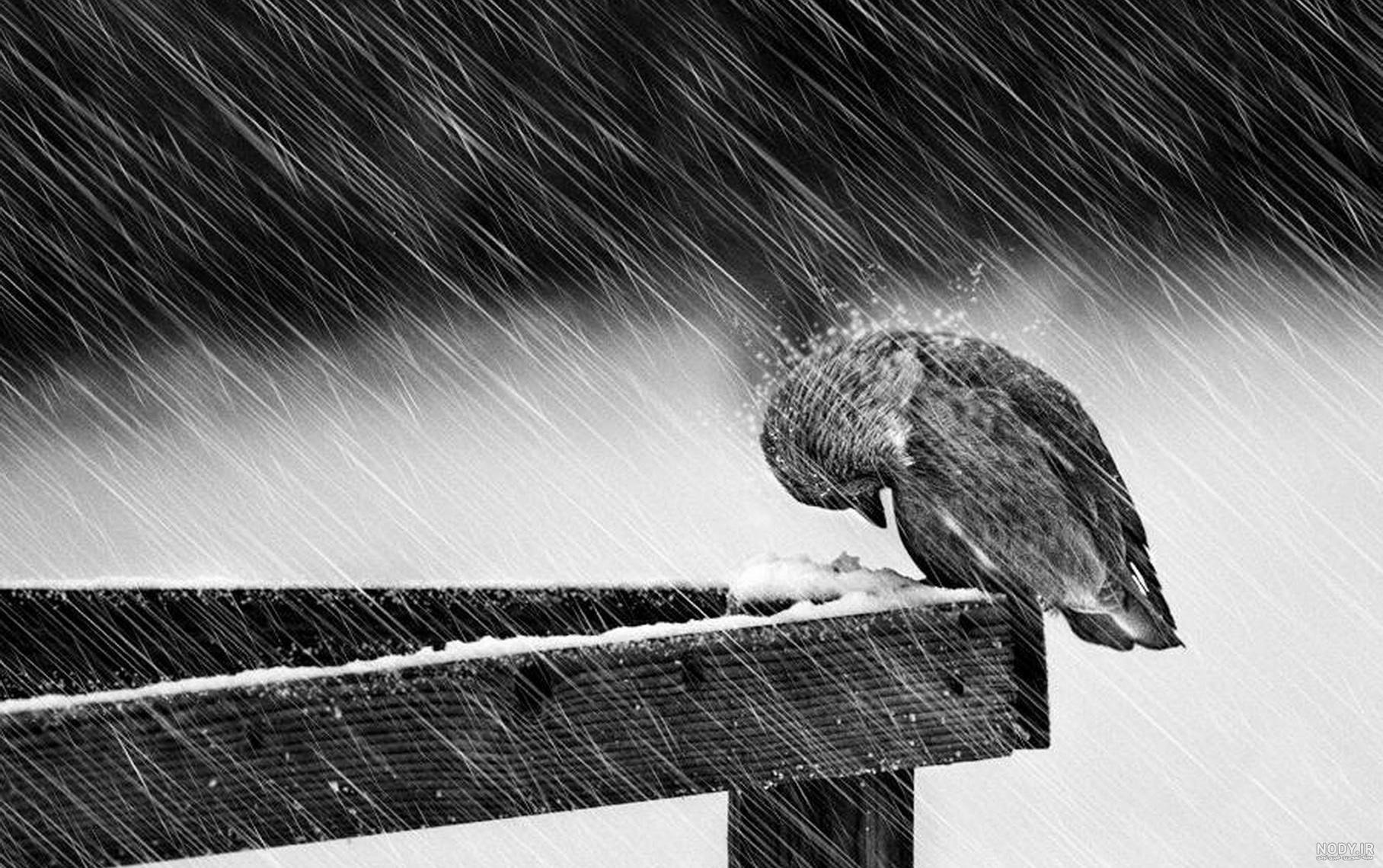 عکس گنجشک غمگین