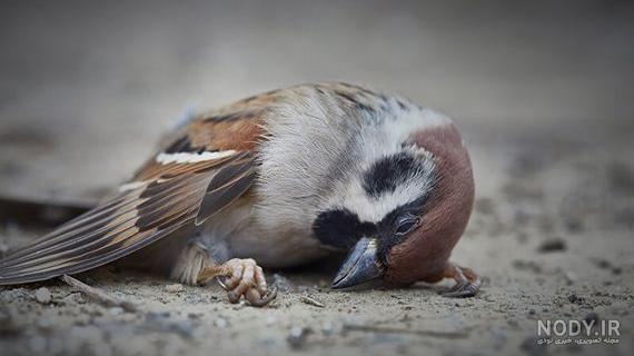  عکس گنجشک غمگین