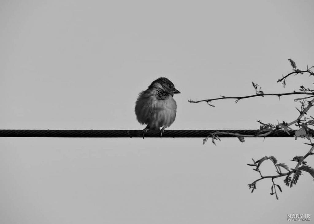  عکس گنجشک غمگین