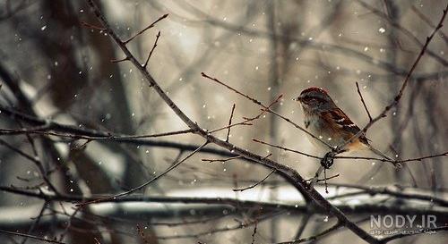  عکس گنجشک غمگین