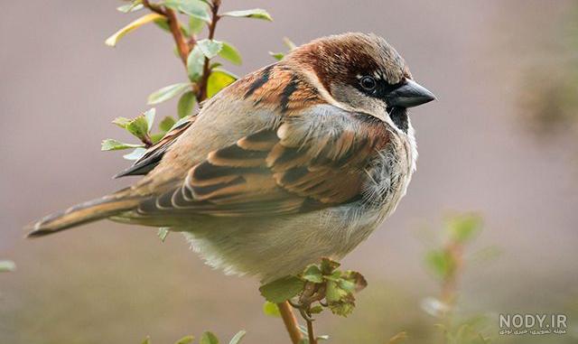  عکس گنجشک غمگین