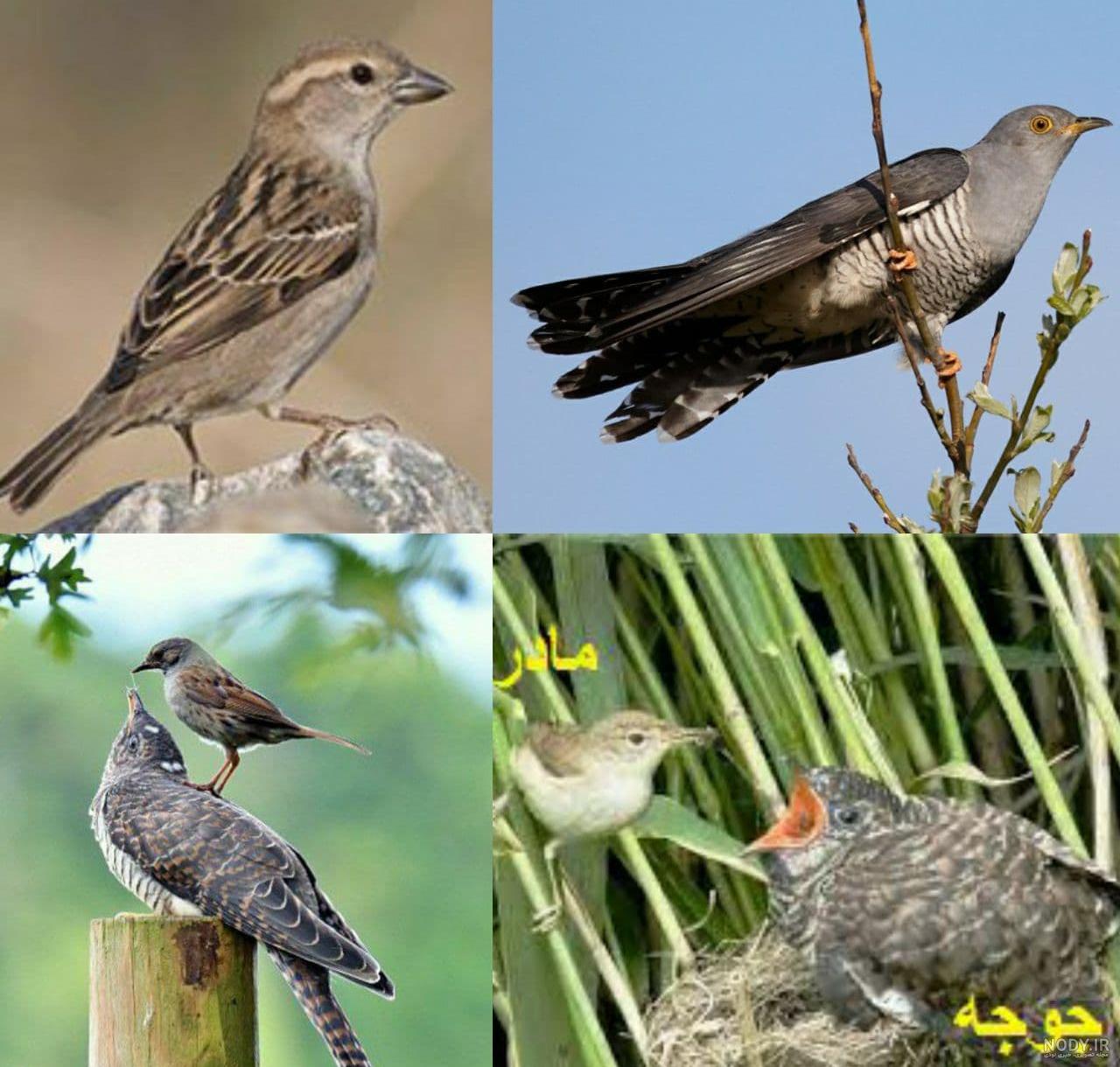  عکس گنجشک غمگین