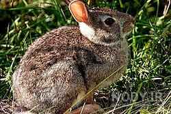 انواع خرگوش وحشی در ایران
