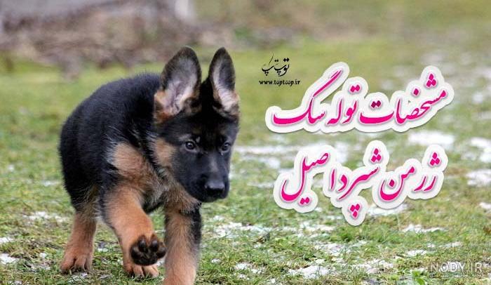 انواع نژاد سگ موجود در ایران