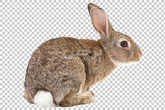 خرگوش نژاد جرسی