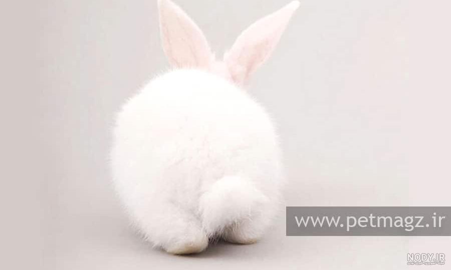 خرگوش نژاد داچ