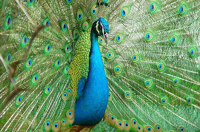 خرید اینترنتی طاووس