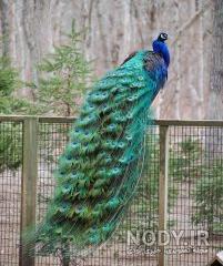 خرید طاووس دیوار