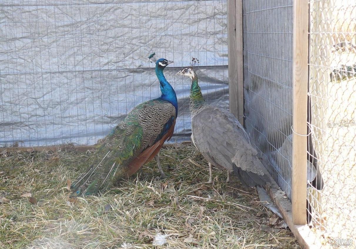 خرید پر طاووس