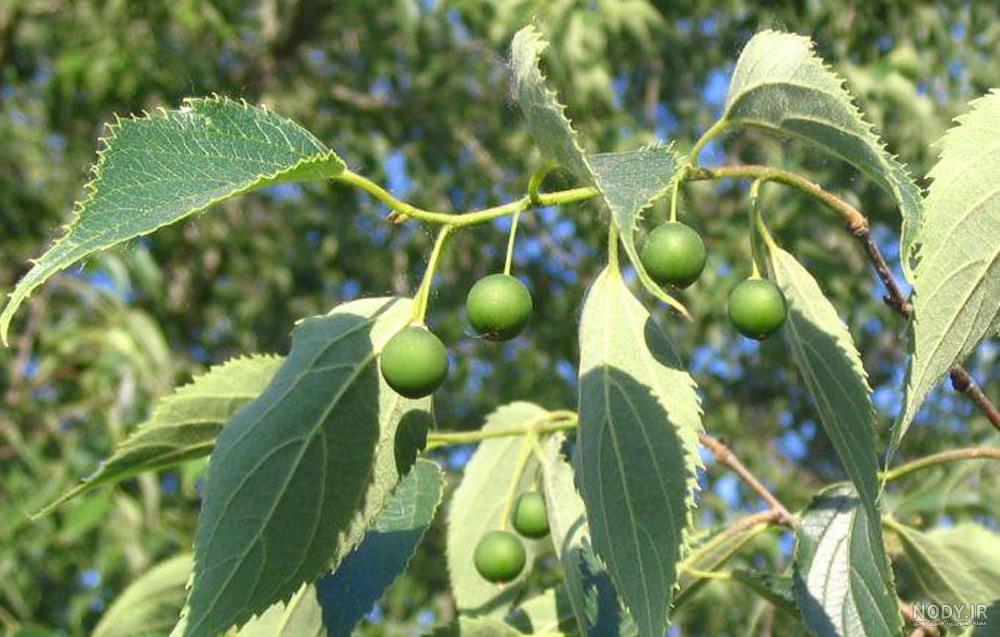 خرید چشم نظر دیواری خرید چشم نظر دیواری
