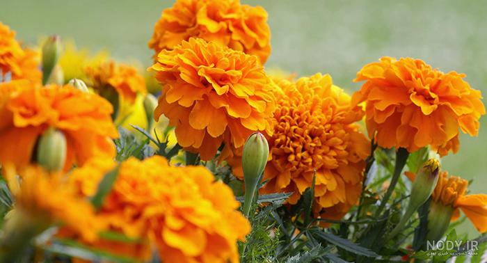 خواص جعفری برای کلیه