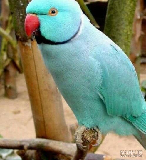 طوطی برزیلی اوپال