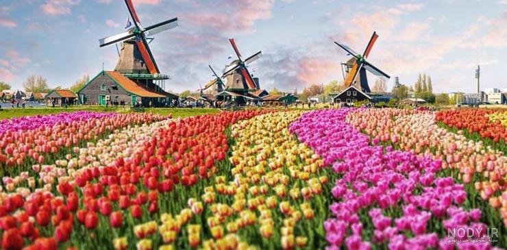 عکس از طبیعت زیبای هلند