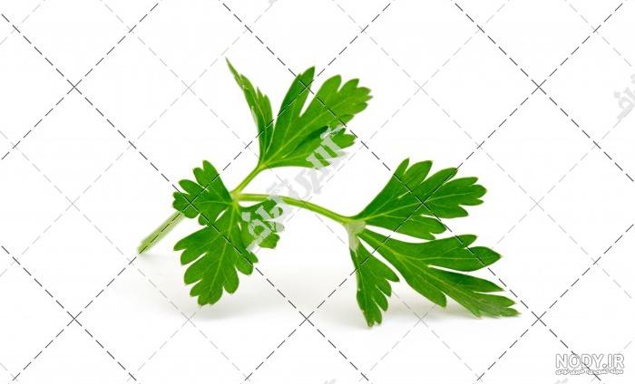 عکس جعفری کوهی