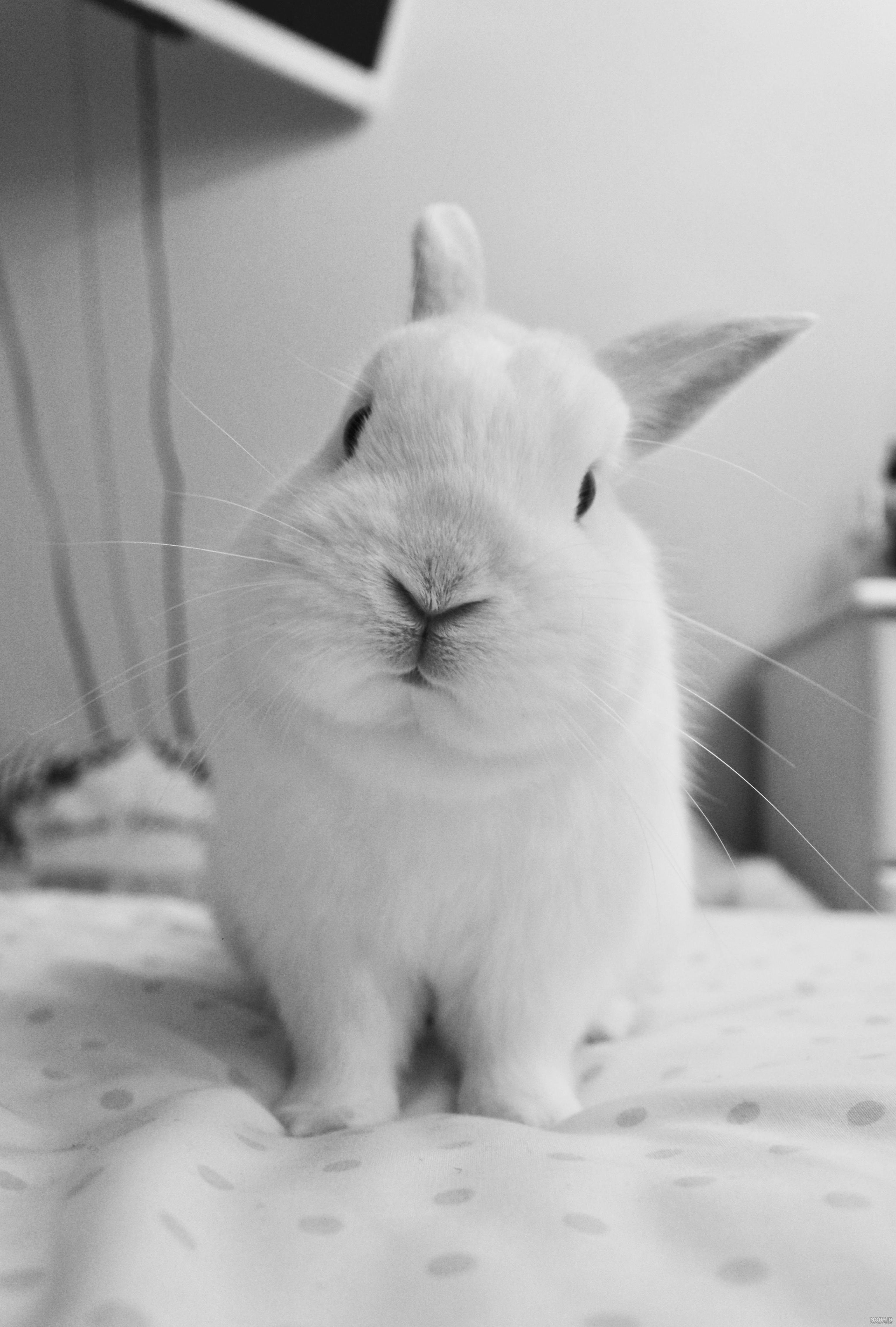 عکس خرگوش برای پروفایل