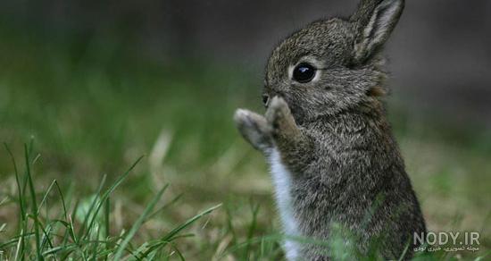 عکس خرگوش جنگلی